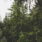 Drive Local Leads: PPC for Moving Companies in Sarasota/Bradenton