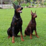 Bark Up the Right Tree: How SEO Can Transform Your Sarasota Pet Training Business
