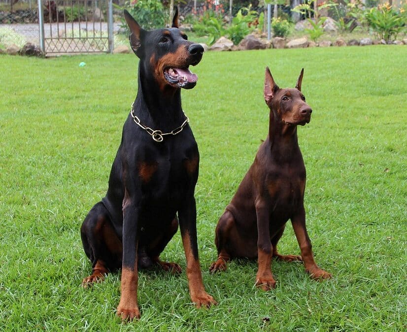 Bark Up the Right Tree: How SEO Can Transform Your Sarasota Pet Training Business