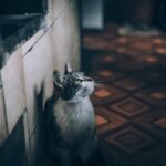 Boost Your Sarasota Home Remodeling Success: How SEO Can Turn Local Searches into Loyal Customers