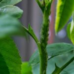 Bradenton Pest Control & Local SEO: Leveraging Citations and Reviews