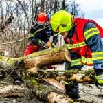 Branching Out: How SEO Can Elevate Your Sarasota Tree Service Business to New Heights