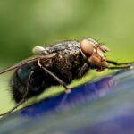 Buzz-Worthy Benefits: How PPC Can Put Your Bradenton Pest Inspection Business on the Map!