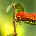 Buzzing Into Business: How PPC Campaigns Can Elevate Your Sarasota Pest Inspection Firm