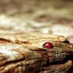 Buzzing to the Top: How SEO Can Transform Your Bradenton Pest Inspection Business