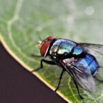 Buzzing with Leads: The Top 5 PPC Strategies for Pest Control Companies in Bradenton