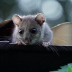 Clean More Than Gutters: How PPC Can Boost Your Sarasota Gutter Cleaning Business!