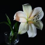 Dominate Local Search: SEO Strategies for Sarasota Florists