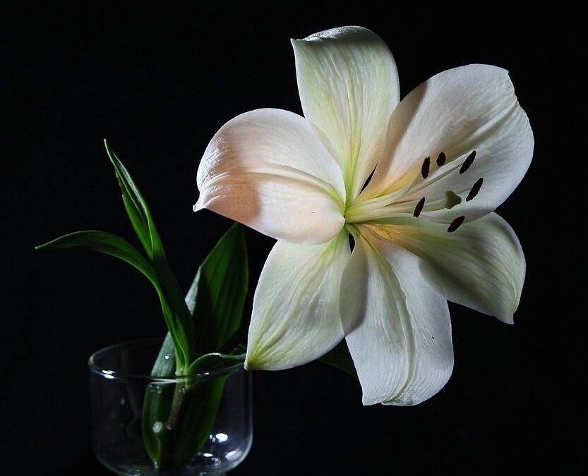 Dominate Local Search: SEO Strategies for Sarasota Florists