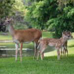 Don't Get Left Behind: The Importance of Sarasota SEO