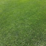 Don't Let Clicks Wilt: Optimizing Your Sarasota Lawn Care PPC for Conversions