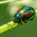 Effective PPC Campaigns for Bradenton Pest Control