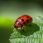 Expert PPC for Pest Control in the Sarasota-Bradenton Area