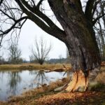 Flooding Your Business with Leads: How PPC Advertising Can Boost Your Sarasota Water Damage Restoration Company