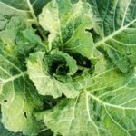 From Infestation to Innovation: The SEO Secrets Every Bradenton Pest Control Owner Should Know