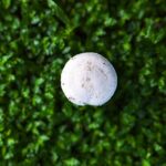 From Invisible to Invincible: Elevate Your Sarasota Mold Remediation Services with Smart SEO Strategies