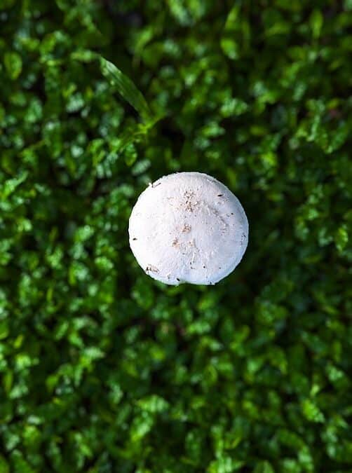 From Invisible to Invincible: Elevate Your Sarasota Mold Remediation Services with Smart SEO Strategies