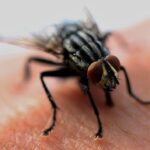From Termites to Top Rankings: The Essential Guide to SEO for Sarasota Pest Control Services