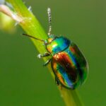 Google Ads for Pest Control Businesses in Sarasota & Bradenton