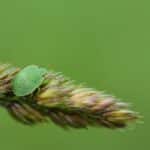 Grow Your Pest Control Business with Sarasota & Bradenton Local SEO