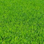 How Local SEO Can Grow Your Lawn Care Business in Bradenton: A Green Thumb's Guide