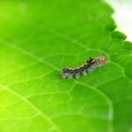 Hyperlocal Content: Boosting Your Sarasota Pest Control SEO