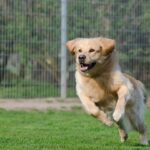 Local Love: How SEO Can Turn Your Sarasota Pet Boarding Business into the Go-To Choice for Paw Parents!