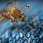 Local PPC for Pest Control: Targeting Customers in Sarasota