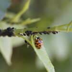 Mastering Google My Business for Sarasota Pest Control SEO