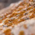 Mold No More: How Local SEO Can Boost Your Sarasota Mold Remediation Business