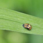Mosquito Control Bradenton: Reclaim Your Yard from Biting Insects