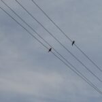 Need Emergency Electrical Repair in Bradenton? What to Expect (Need + Service Type + Location + Value)