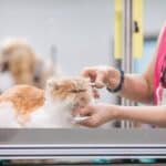 Pamper Your Profits: How PPC Advertising Can Transform Your Sarasota Pet Grooming Business!