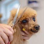 Pamper Your Profits: How PPC Can Transform Your Bradenton Pet Grooming Business
