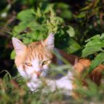 Paws and Clicks: How PPC Advertising Can Transform Your Bradenton Vet Practice!