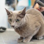 Paws to Profit: How Local SEO Can Transform Your Bradenton Pet Grooming Business