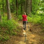 Pawsitively Boost Your Business: How Local SEO Can Fetch More Clients for Sarasota Dog Walkers