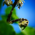 Pest Control Marketing: PPC Strategies for Sarasota & Bradenton