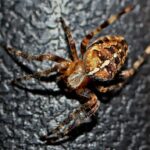 Pest Control Profitability: How PPC Can Turn Your Bradenton Business into a Success Story!