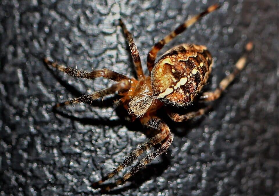Pest Control Profitability: How PPC Can Turn Your Bradenton Business into a Success Story!