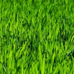 Pest Control for Bradenton Lawns: Protect Your Yard (Specific problem, location, benefit)