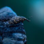 Roach Control in Sarasota FL: Identifying & Eliminating Stubborn Infestations