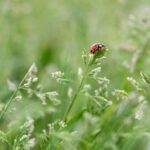 SEO for Small Businesses: Your Key to Sustainable Growth