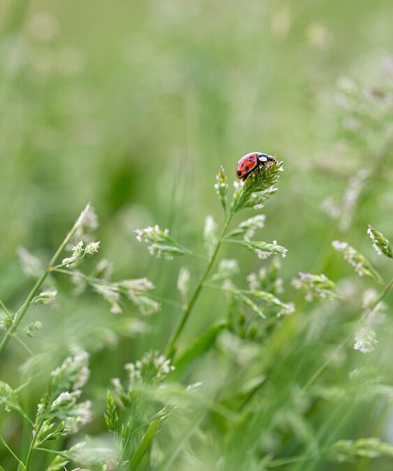 SEO for Small Businesses: Your Key to Sustainable Growth