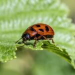 Sarasota Pest Control: Maximizing Leads with PPC