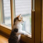 Shatter the Competition: 5 SEO Strategies to Boost Your Sarasota Window Replacement Sales
