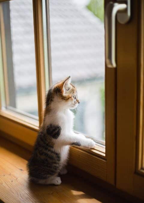 Shatter the Competition: 5 SEO Strategies to Boost Your Sarasota Window Replacement Sales