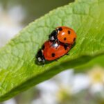 Stop Losing Customers: Your Local SEO Checklist for Sarasota Pest Control