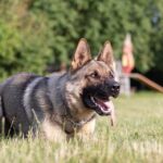 Unleash Your Potential: How PPC Can Transform Your Sarasota Pet Training Business