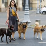 Unleashing Success: How SEO Can Help Bradenton Dog Walkers Fetch More Clients